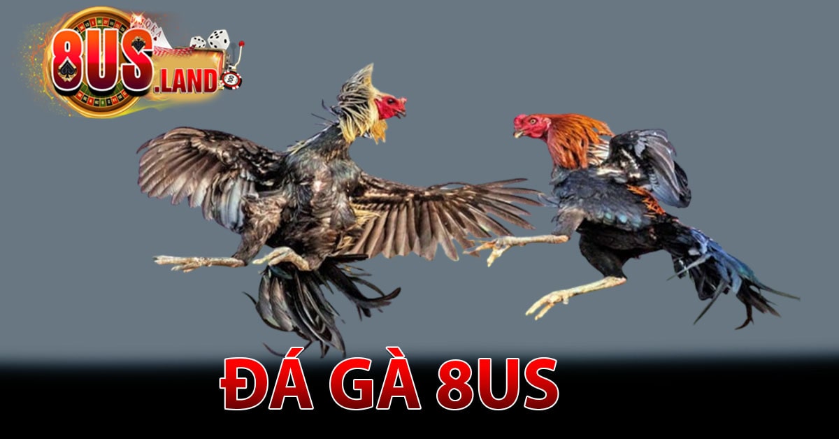 Tổng quan về đá gà 8us
