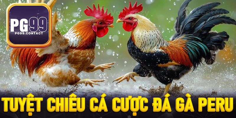 Tuyệt chiêu cá cược đá gà Peru từ chuyên gia