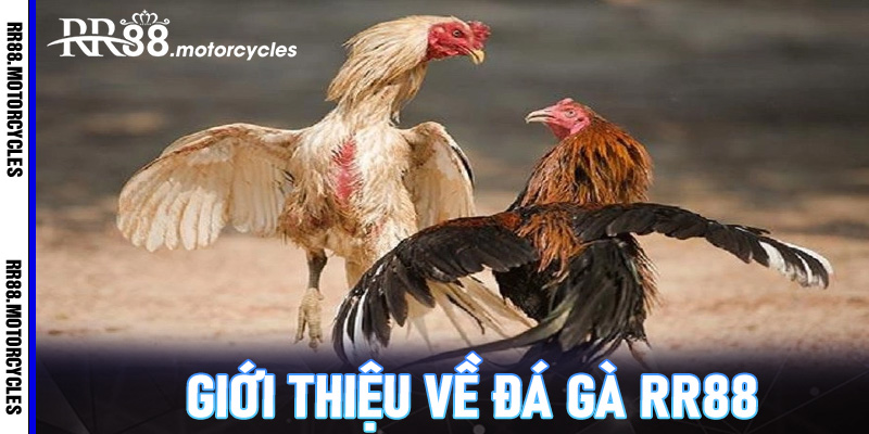 Giới Thiệu Về Đá Gà RR88