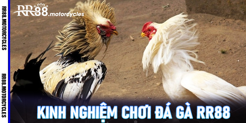 Kinh Nghiệm Chơi Đá Gà RR88