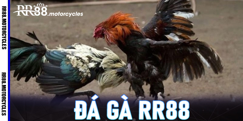 Đá gà RR88