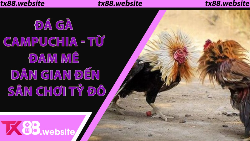 Đá gà Campuchia - Từ đam mê dân gian đến sân chơi tỷ đô