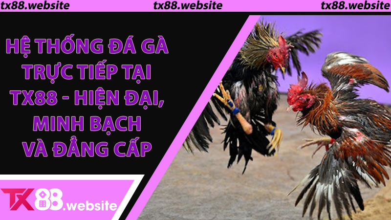 Hệ thống đá gà trực tiếp tại TX88 - Hiện đại, minh bạch và đẳng cấp