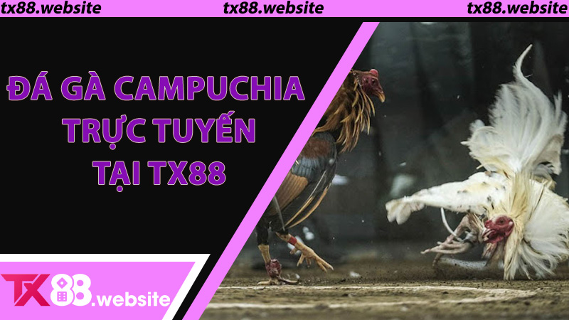Đá Gà Campuchia Trực Tuyến Tại TX88: Khi Đam Mê Biến Thành Cơ Hội Kiếm Lời